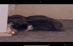 Mini Lop rabbits for sale: 2 mini lop rabbits bonded prefer to go together - Image 5