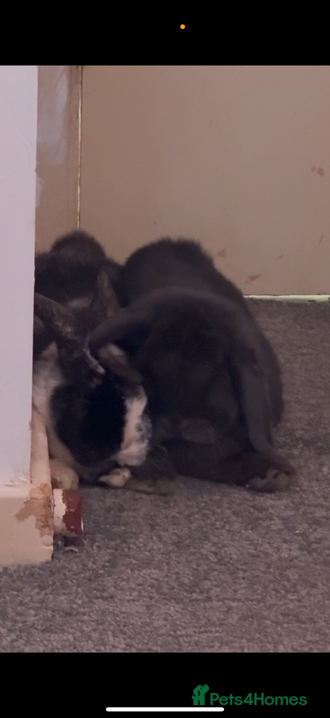 Mini Lop rabbits for sale: 2 mini lop rabbits bonded prefer to go together - Image 5