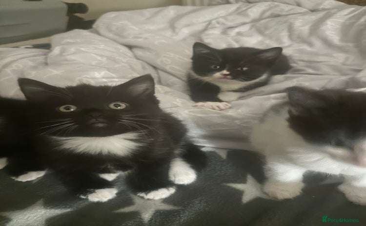 Mixed Breed cats - Advert 10