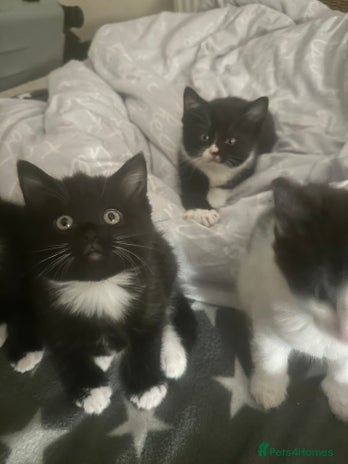 Mixed Breed cats - Advert 10