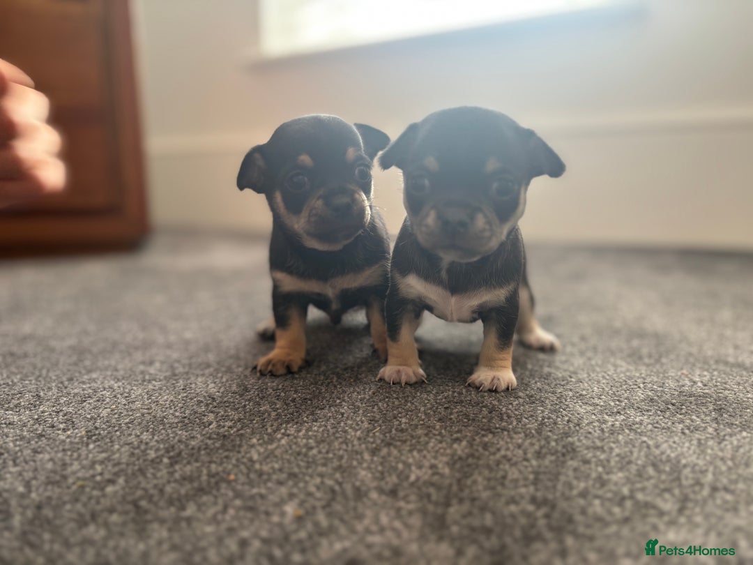 Chihuahua dogs for sale: Beautiful chihuahua 1 boy & 1 Girl  - Advert 2