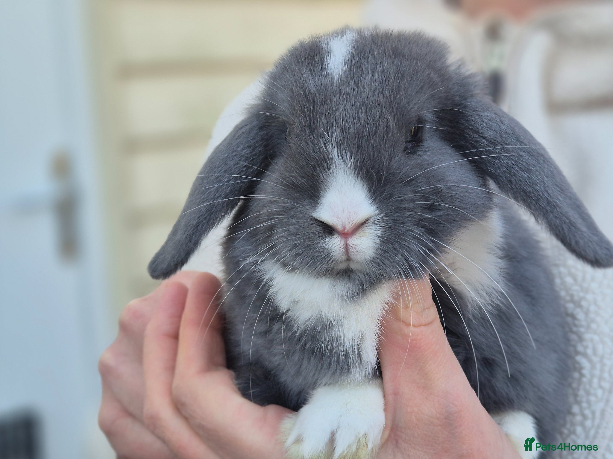 Mini Lop rabbits Lop eared baby rabbits 8 weeks old - 2 LEFT - Advert 1