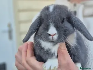 Mini Lop rabbits Lop eared baby rabbits 8 weeks old - 2 LEFT - Advert 1