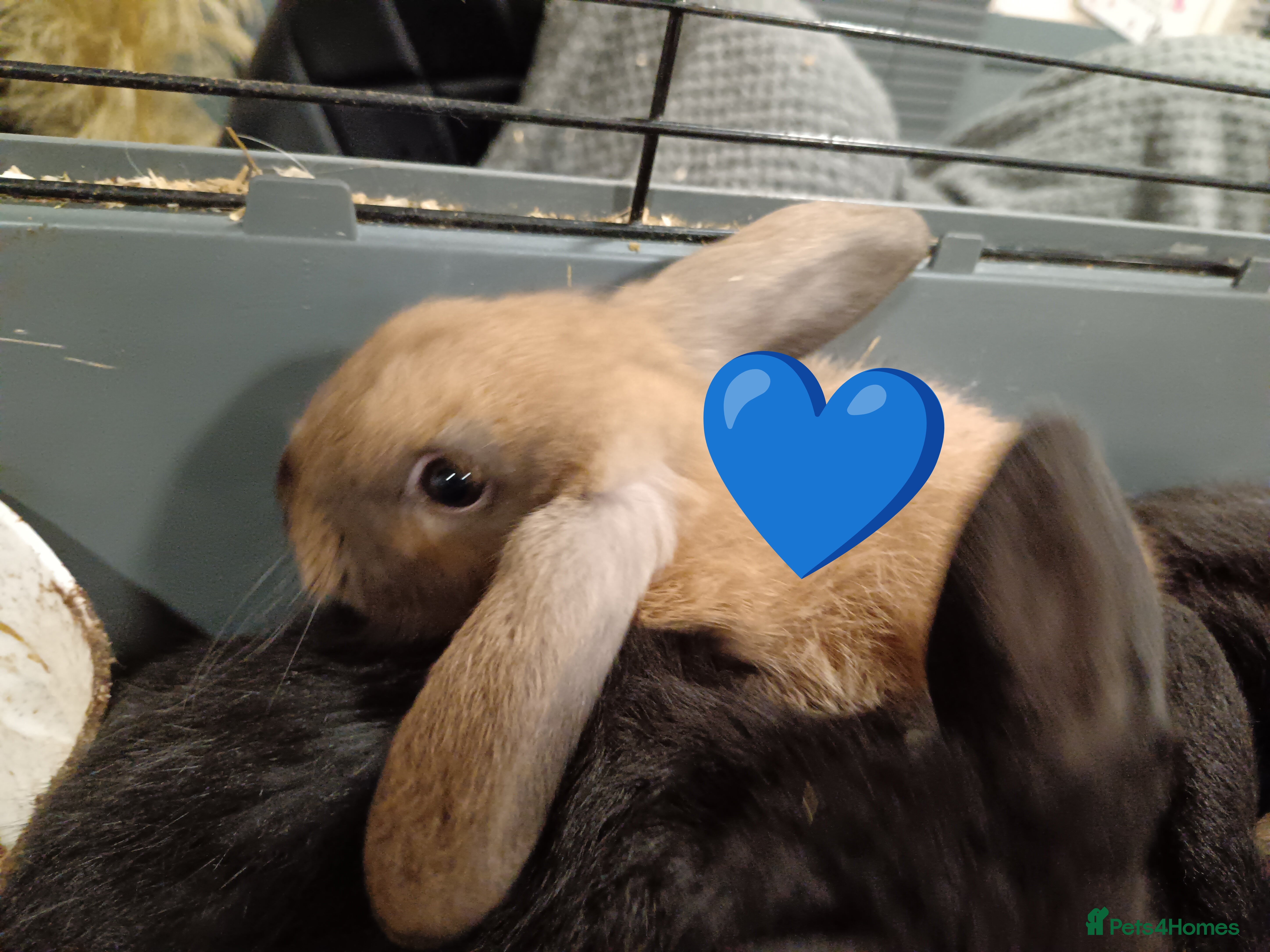 Mini Lop rabbits Pure Bred Mini Lop DOB 17 Oct 25 - Advert 21