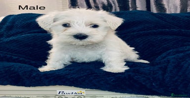 Miniature Schnauzer dogs - Advert 3