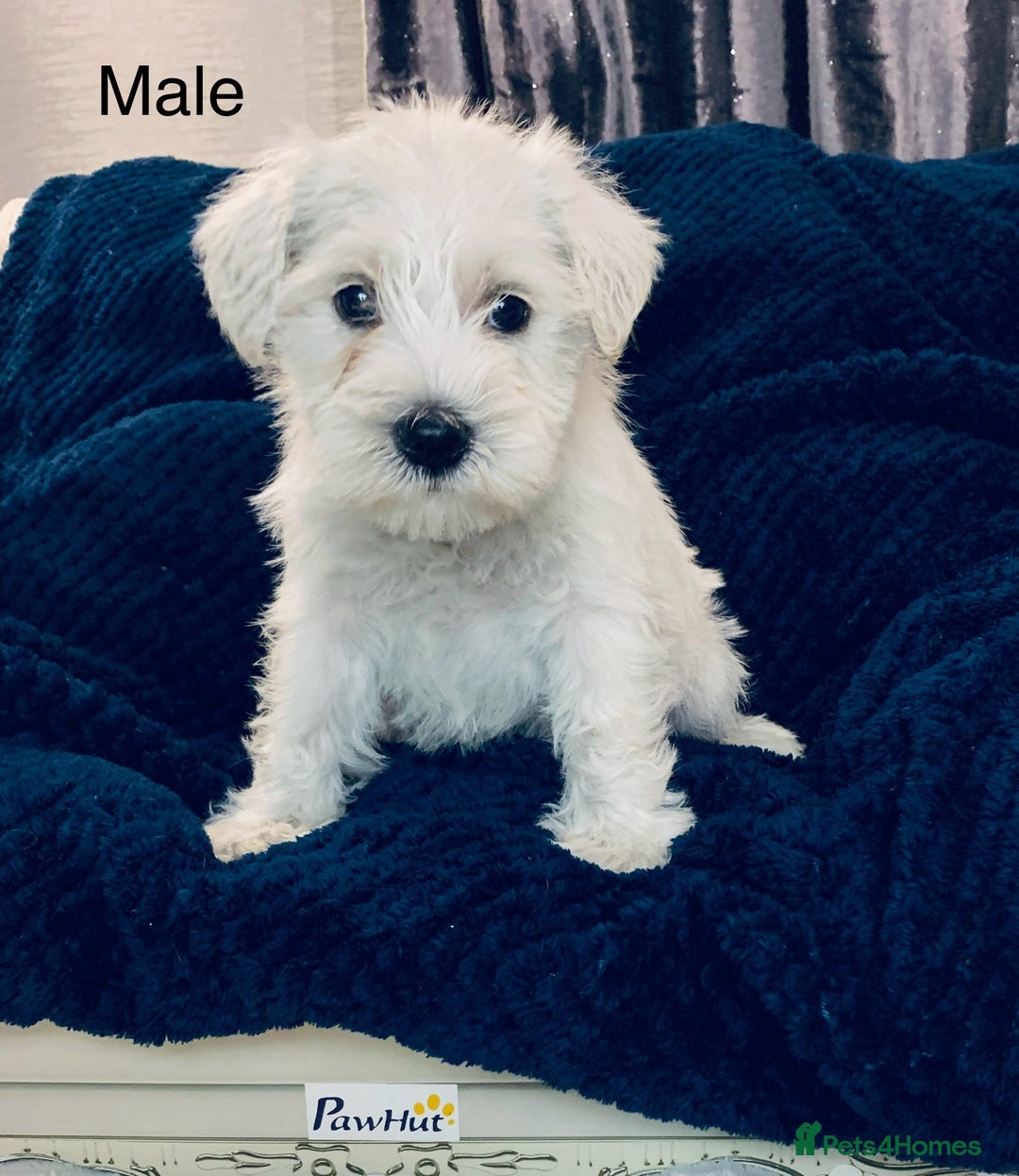 Miniature Schnauzer dogs for sale: Kc Reg-health Tested white Male 1st Quality  - Image 2