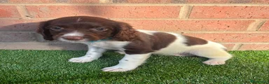 English Springer Spaniel 3