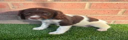 English Springer Spaniel dogs for sale: English springer spaniels puppies  - Advert 5
