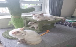 Ragdoll cats for sale: Ragdoll kittens  - Image 7