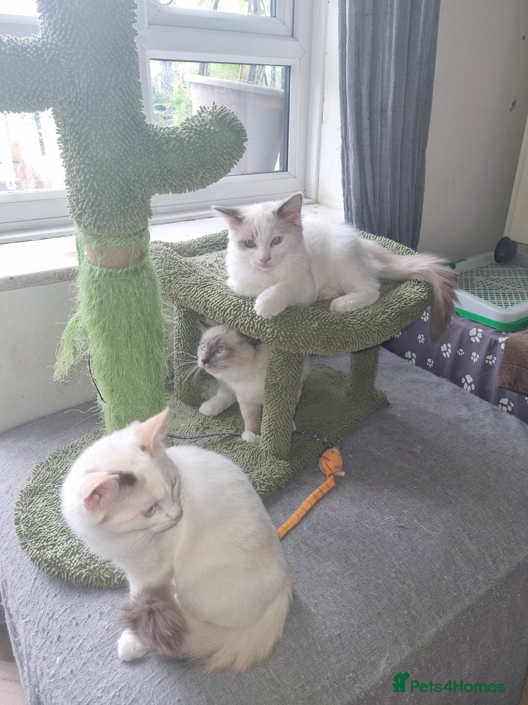 Ragdoll cats for sale: Ragdoll kittens  - Image 7