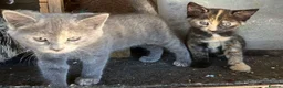 Mixed Breed cats for sale: Must stay together. Two hand reared orphan kittens - Advert 4