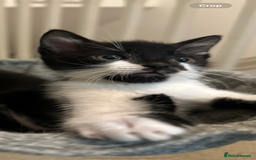 Mixed Breed cats for sale: 1 Male and 1 Female kittens. RESERVED - Image 4