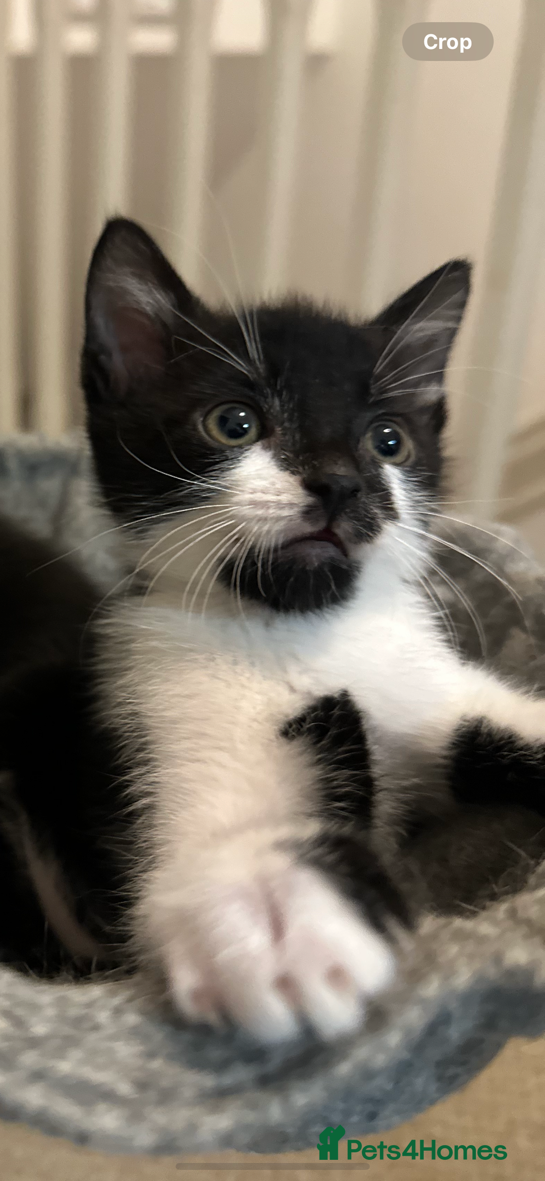 Mixed Breed cats for sale: 1 Male and 1 Female kittens. RESERVED - Image 4