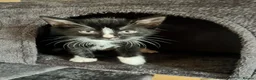 Mixed Breed cats for sale: Gorgeous kittens for sale - Advert 5