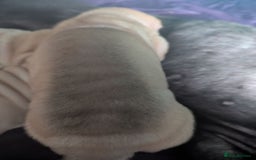 Shar Pei dogs for sale: One stunning female shar-pei left. - Image 5