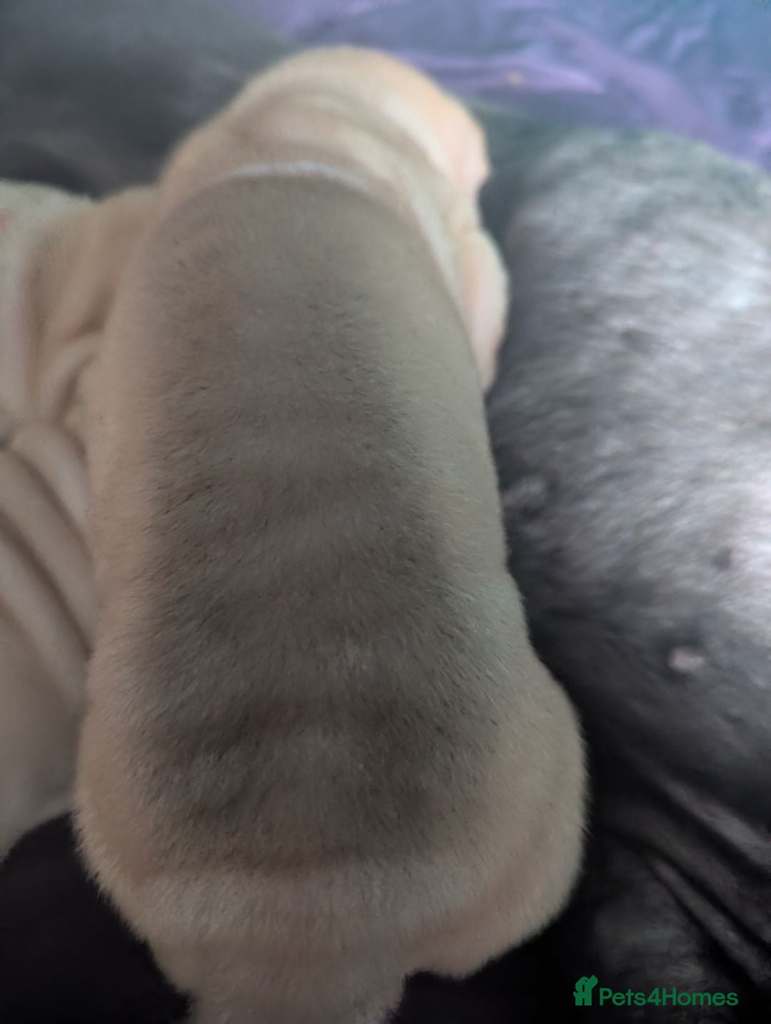 Shar Pei dogs for sale: One stunning female shar-pei left. - Image 5