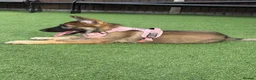 German Shepherd dogs for sale: 5Star⭐️Original Straight-Back German Shepherds  - Advert 17