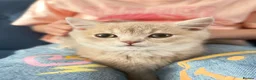 British Shorthair cats for sale: Stunning Purebred BSH - Vaccinated & Microchipped - Advert 2