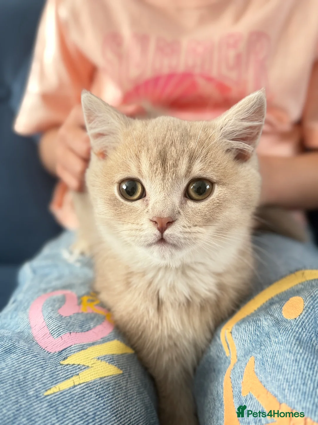 British Shorthair cats for sale: Stunning Purebred BSH - Vaccinated & Microchipped - Advert 2