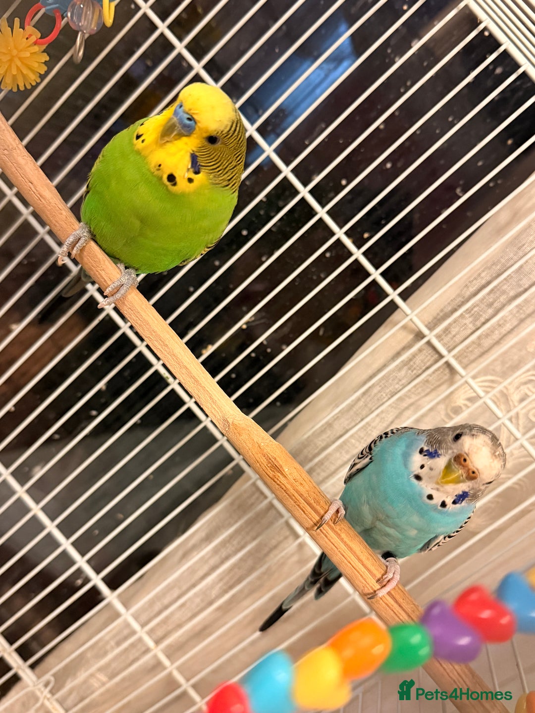 Budgerigars birds for sale: Budgies and cage  - Advert 1