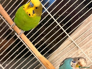 Budgerigars birds Budgies and cage - Advert 1