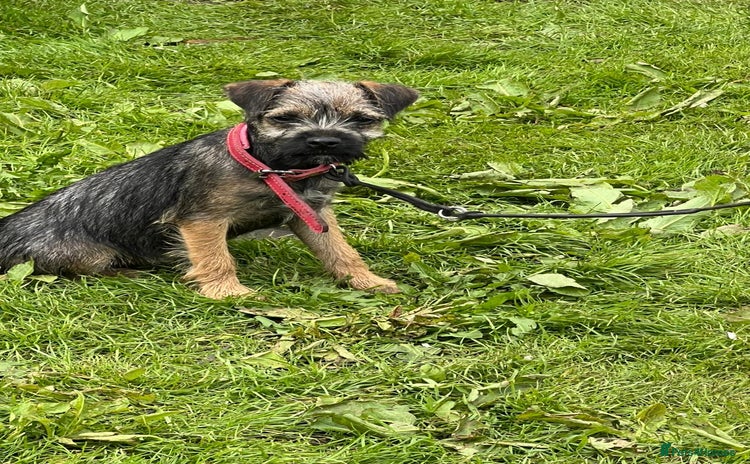 Border Terrier dogs in Todmorden - Advert 12