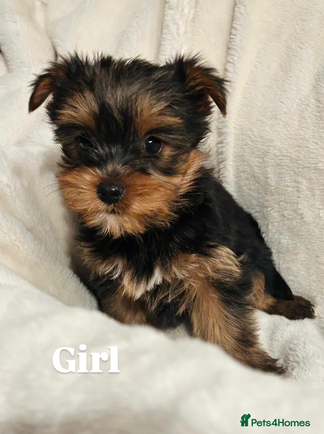 Yorkshire Terrier dogs Beautiful purebred Yorkshire terrier puppies - Advert 17