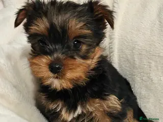 Yorkshire Terrier dogs Beautiful purebred Yorkshire terrier puppies - Advert 17