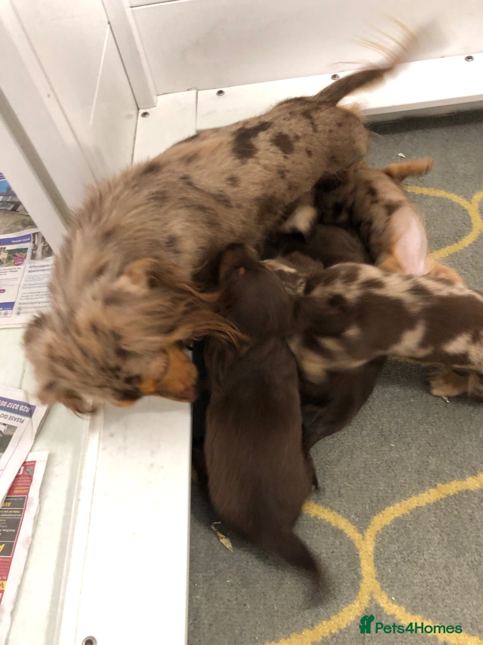 Miniature Dachshund dogs Miniature Longhaired dachshund puppy’s - Advert 1