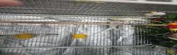 Budgerigars birds for sale: 3x Budgies for sale (including cage)  in London - Advert 2