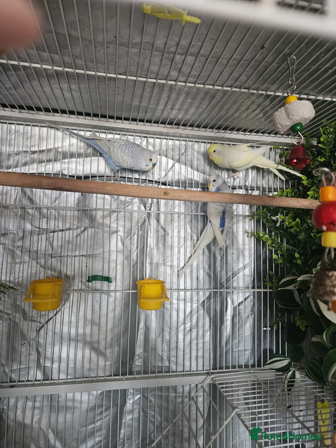 Budgerigars birds for sale: 3x Budgies for sale (including cage)  in London - Advert 2