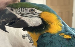 Macaws birds for sale: Tame blue and gold  - Image 2