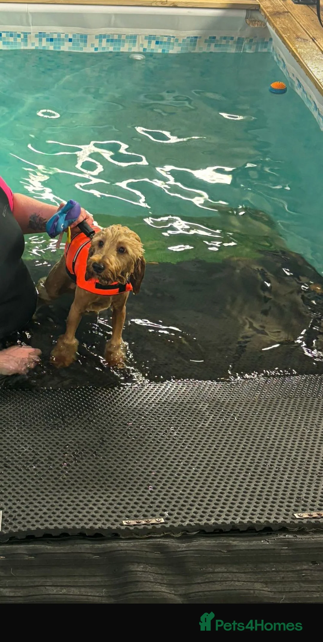 Miniature Poodle dogs for stud: EXTENSIVELY HEALTH TESTED POODLE FOR STUD - Advert 14