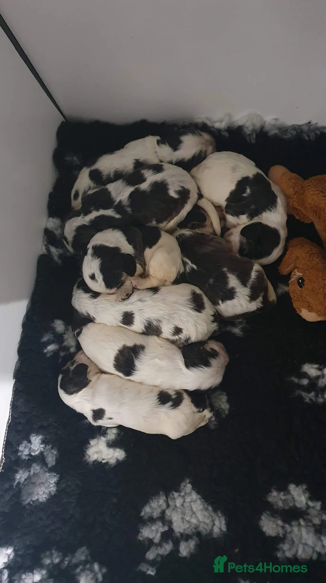 Cocker Spaniel dogs for stud: DNA health tested KCd cocker at stud in Alston - Advert 9