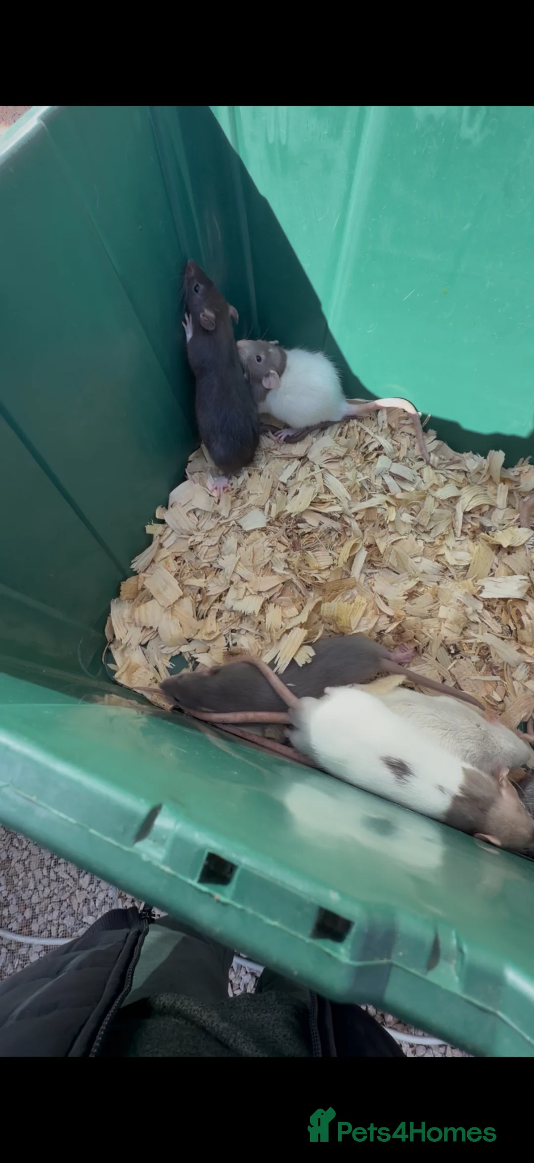 Rat rodents for sale: Dumbo rats  - Advert 5