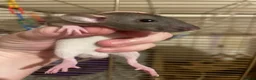 Rat rodents for sale: Beautiful baby rats for 5* homes only  - Advert 3