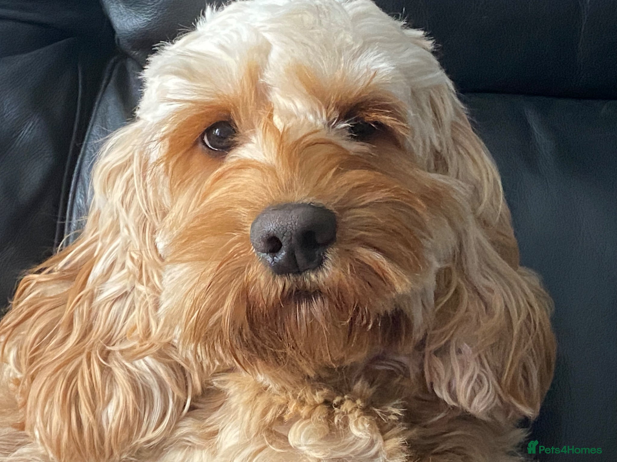 Cockapoo dogs DNA Tested Apricot Cockapoo Puppies - Advert 2