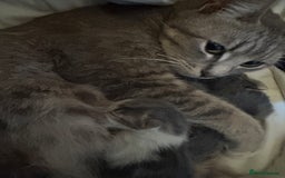 British Shorthair cats for sale: Missy & her 3 kittens & adopted rescue kitten scar - Image 13