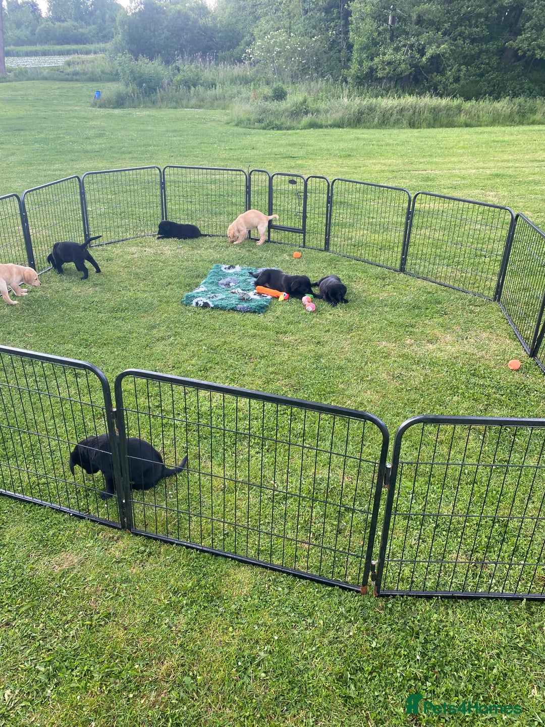 Labrador Retriever dogs for sale: Yellow and black Labrador puppies in Whitchurch - Image 17