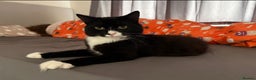 Domestic Shorthair cats for sale: One year old boy  - Advert 1