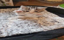 Persian cats for sale: Two loveable Persian kittens  - Image 11