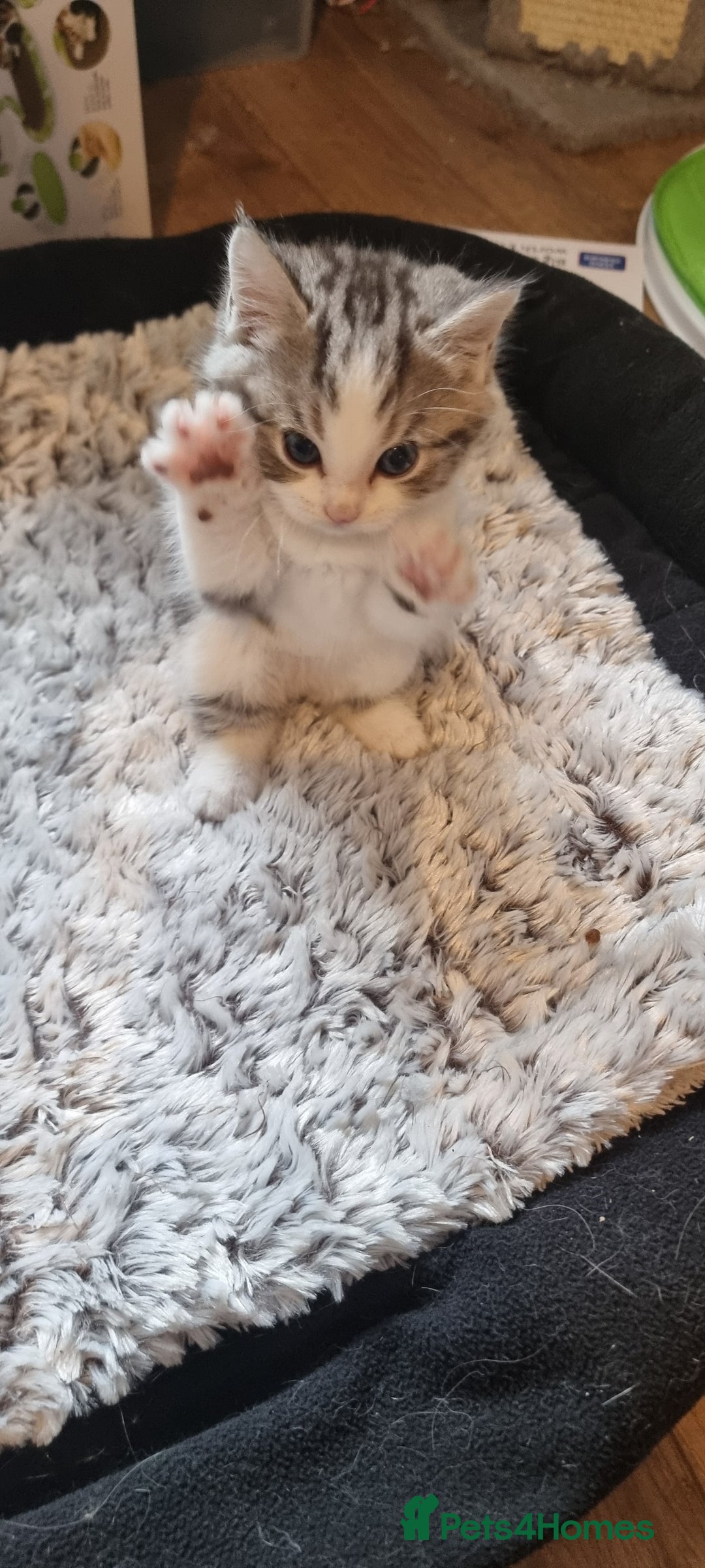 Persian cats for sale: Two loveable Persian kittens  - Image 11
