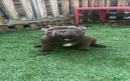 American Bully dogs for sale: Micro Exotic Bully ABR Females - Image 2