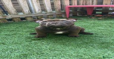 American Bully dogs - Advert 6