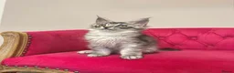 Maine Coon cats for sale: MaineCoon Kittens 🏆20+Gen🧬 Outstadning Pedigree - Advert 28