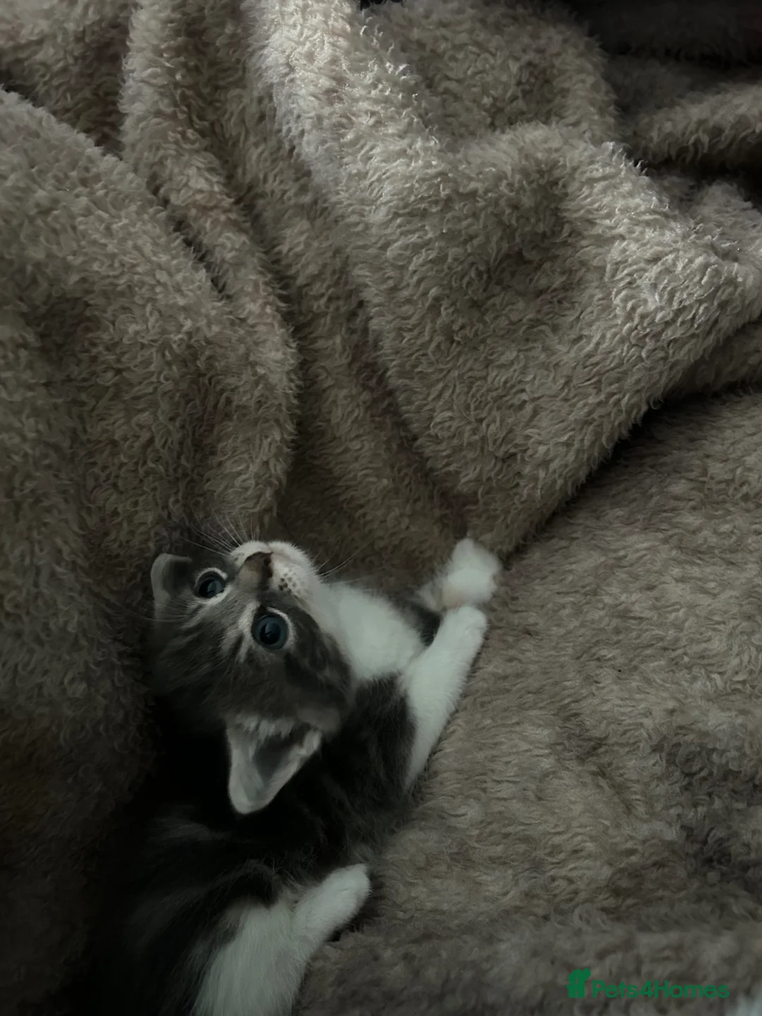 Mixed Breed cats for sale: Bengal mix breed - Advert 2