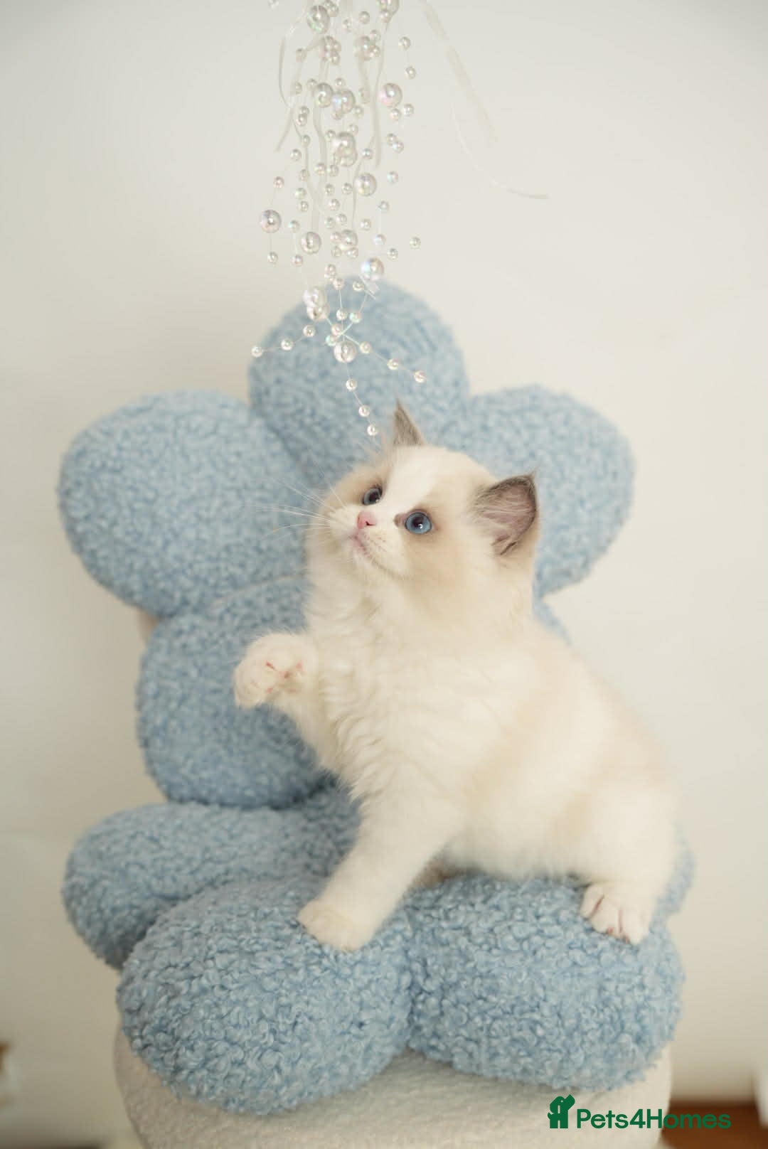 Ragdoll cats 💎Azuri El – Last Available Breeding Male🐾 - Advert 2