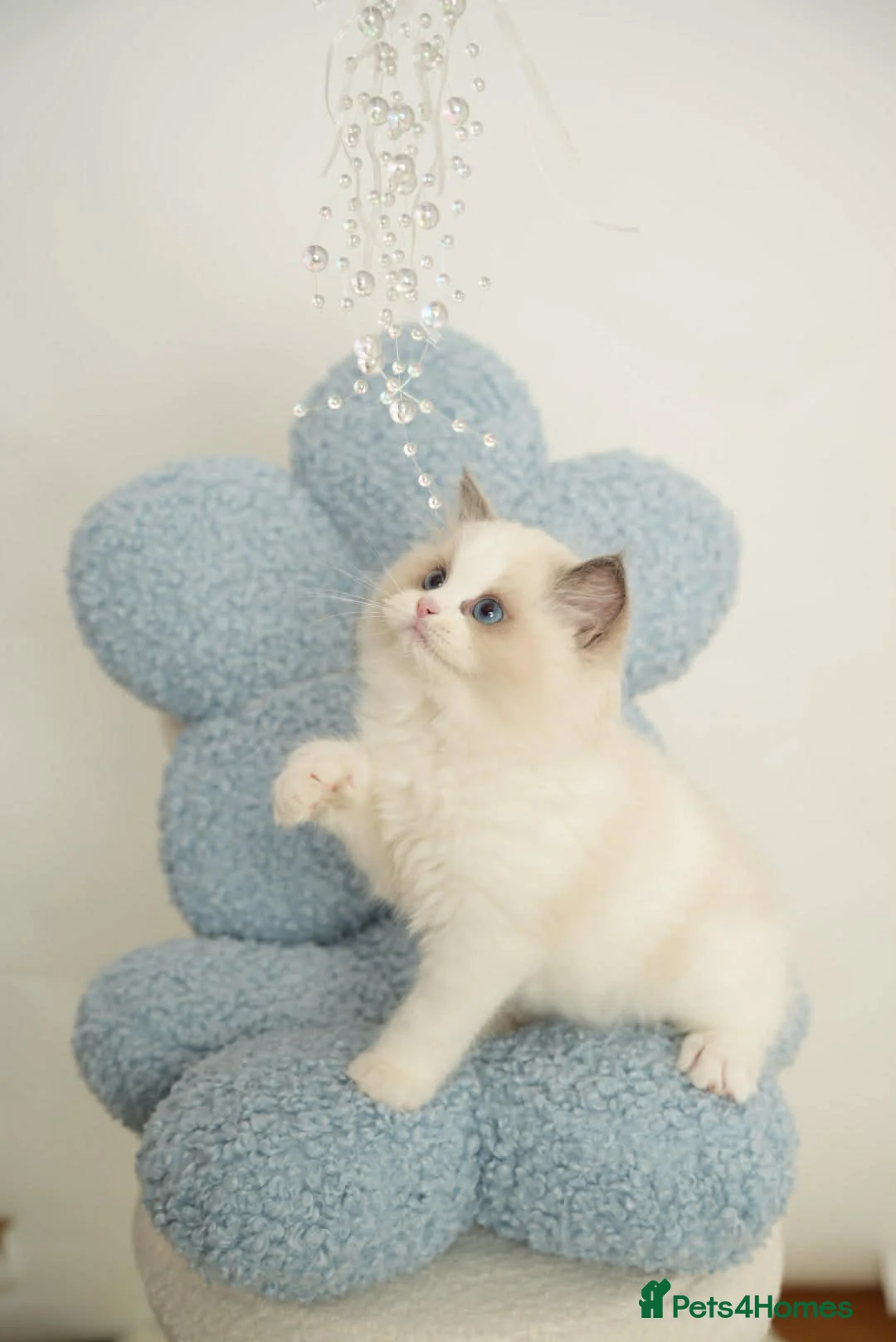 Ragdoll cats for sale: 💎Azuri El – Last Available Breeding Male🐾 - Advert 2