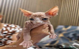 Sphynx cats for sale: Two beautiful little lions  - Advert 2