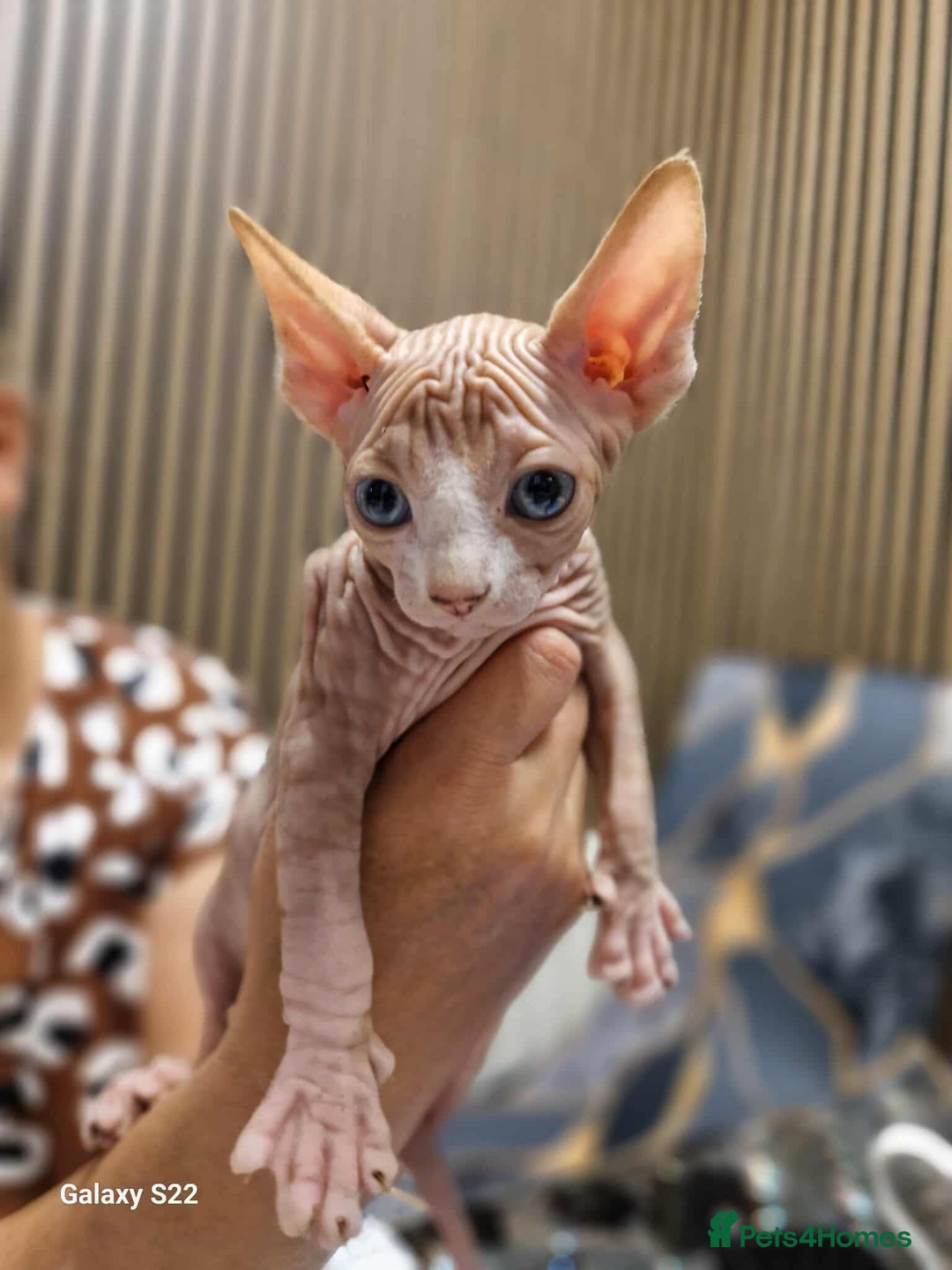 Sphynx cats for sale: Two beautiful little lions  - Advert 2